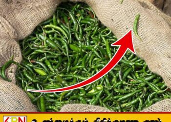 ஒரு கிலோ பச்சை மிளகாய் 1800 ரூபாவாக அதிகரிப்பு