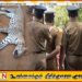 புஸ்ஸலாவ பகுதியில் சிறுத்தை சடலமாக மீட்பு