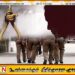 பொலிஸ் காவலிலிருந்த பெண் தற்கொலை