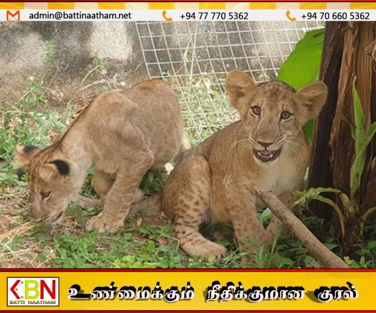 சிங்கக்குட்டிகளுக்கு பெயர் சூட்டுவதற்காக பொதுமக்களுக்கு வாய்ப்பளித்துள்ள பூங்காவின் இயக்குநர்