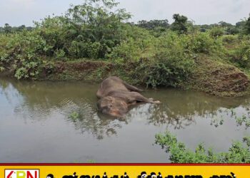 சம்பூரில் காயங்களுடன் இறந்து கிடந்த யானை