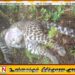 உயிரிழந்த நிலையில் சிறுத்தை மீட்பு
