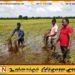 வெள்ளத்தால் பயிர்கள் சேதமடைந்த விவசாயிகளுக்கு இன்று முதல் இழப்பீடு