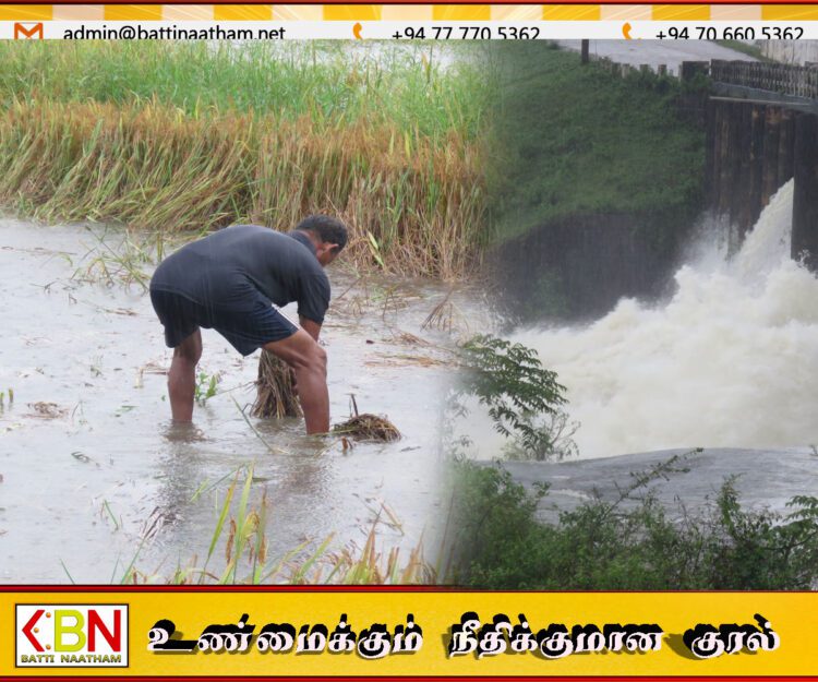 மட்டக்களப்பில் வெள்ளத்தில் மூழ்கியுள்ள வயல் நிலங்கள்; அவதானமாக செயற்படுமாறு அறிவுறுத்தல்