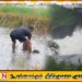 மட்டக்களப்பில் வெள்ளத்தில் மூழ்கியுள்ள வயல் நிலங்கள்; அவதானமாக செயற்படுமாறு அறிவுறுத்தல்
