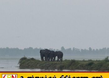 பட்டிப்பளை பிரதேச செயலக பிரிவுபகுதிக்குள் நுழைந்த காட்டு யானைகள்
