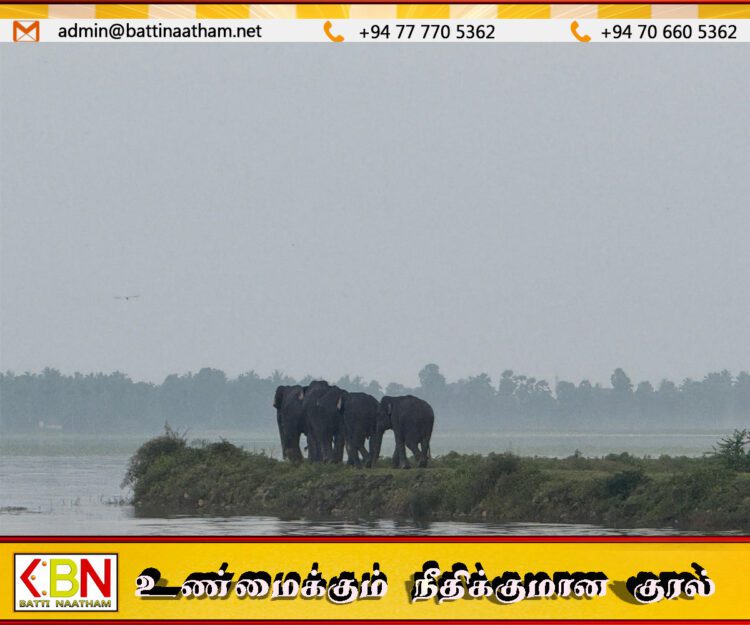 பட்டிப்பளை பிரதேச செயலக பிரிவுபகுதிக்குள் நுழைந்த காட்டு யானைகள்