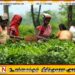 1948 ஆண்டு கிடைத்த சுதந்திரமும் மலையக மக்களும்