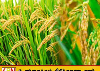 நெல்லுக்கான நிர்ணய விலையை அறிவித்த அரசாங்கம்