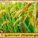 நெல்லுக்கான நிர்ணய விலையை அறிவித்த அரசாங்கம்