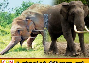 மட்டக்களப்பில் தொடர்ச்சியாக காட்டு யானைகளின் தொல்லை; அதிகரிக்கும் உயிரிழப்புகள்