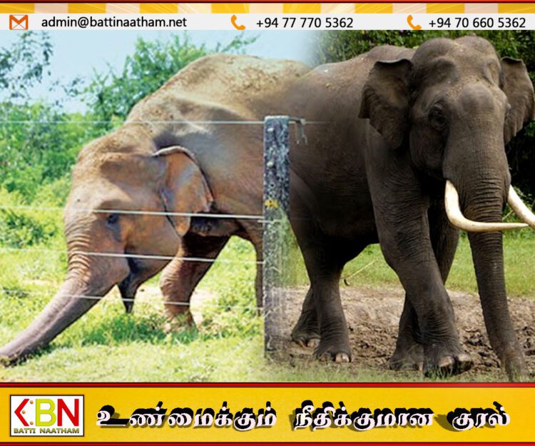 மட்டக்களப்பில் தொடர்ச்சியாக காட்டு யானைகளின் தொல்லை; அதிகரிக்கும் உயிரிழப்புகள்