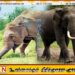 மட்டக்களப்பில் தொடர்ச்சியாக காட்டு யானைகளின் தொல்லை; அதிகரிக்கும் உயிரிழப்புகள்