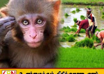 டோக் குரங்குகளின் எண்ணிக்கையை கண்டறியும் முயற்சியில் விவசாயிகள்
