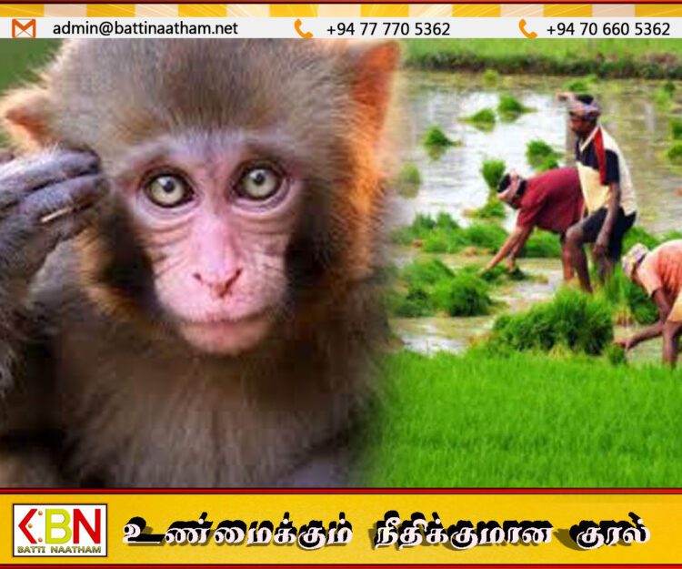 டோக் குரங்குகளின் எண்ணிக்கையை கண்டறியும் முயற்சியில் விவசாயிகள்
