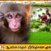 டோக் குரங்குகளின் எண்ணிக்கையை கண்டறியும் முயற்சியில் விவசாயிகள்