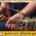 பாடசாலை அதிபரை கடத்திச் சென்று தாக்கிய ஆசிரியர் உட்பட இருவர் கைது