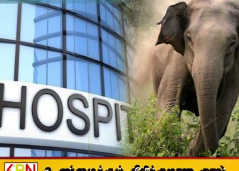 மட்டக்களப்பில் யானை தாக்கி ஒருவர் வைத்தியசாலையில் அனுமதி