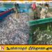 கட்டைக்காடு கடற்றொழிலாளர்கள் சட்டவிரோத முறையில் மீன் பிடிப்பு; பல்லாயிரக் கணக்கான மீன் குஞ்சுகள் நாசம்