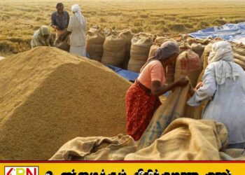 கிழக்கு மாகாணத்தில் குறைந்த விலைக்கு நெல்லை கொள்வனவு செய்யும் வியாபாரிகள்
