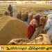 கிழக்கு மாகாணத்தில் குறைந்த விலைக்கு நெல்லை கொள்வனவு செய்யும் வியாபாரிகள்