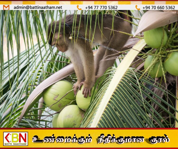 நாட்டில் முதல் முறையாக குரங்குகள் கணக்கெடுப்பை முன்னெடுக்கவுள்ள அரசு