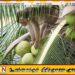 நாட்டில் முதல் முறையாக குரங்குகள் கணக்கெடுப்பை முன்னெடுக்கவுள்ள அரசு