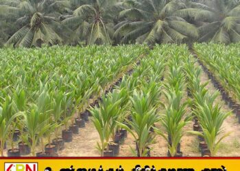 2.5 மில்லியன் தென்னை மரங்களை பயிரிட தீர்மானம்