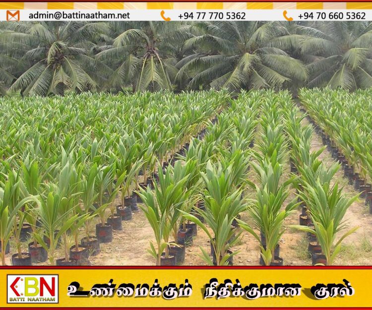 2.5 மில்லியன் தென்னை மரங்களை பயிரிட தீர்மானம்