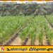 2.5 மில்லியன் தென்னை மரங்களை பயிரிட தீர்மானம்