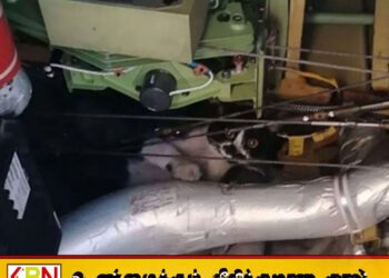 விமானத்துக்குள் பதுங்கி இருந்த பூனை; பயணித்த பயணிகளுக்கு இரண்டு நாட்கள் தாமதம்