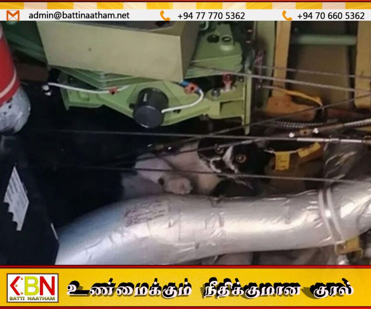 விமானத்துக்குள் பதுங்கி இருந்த பூனை; பயணித்த பயணிகளுக்கு இரண்டு நாட்கள் தாமதம்