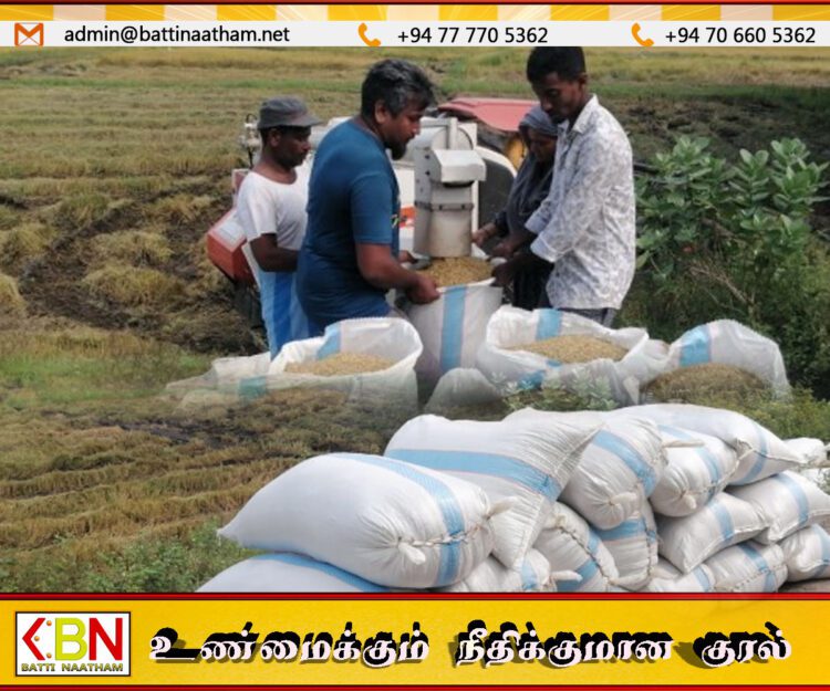 திருகோணமலையில் பெரும் போக நெற் செய்கையில் வீழ்ச்சி; கவலை தெரிவித்த விவசாயிகள்