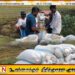 திருகோணமலையில் பெரும் போக நெற் செய்கையில் வீழ்ச்சி; கவலை தெரிவித்த விவசாயிகள்