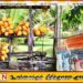 இளநீருக்கு தட்டுப்பாடு; அதிகரித்தது விலை
