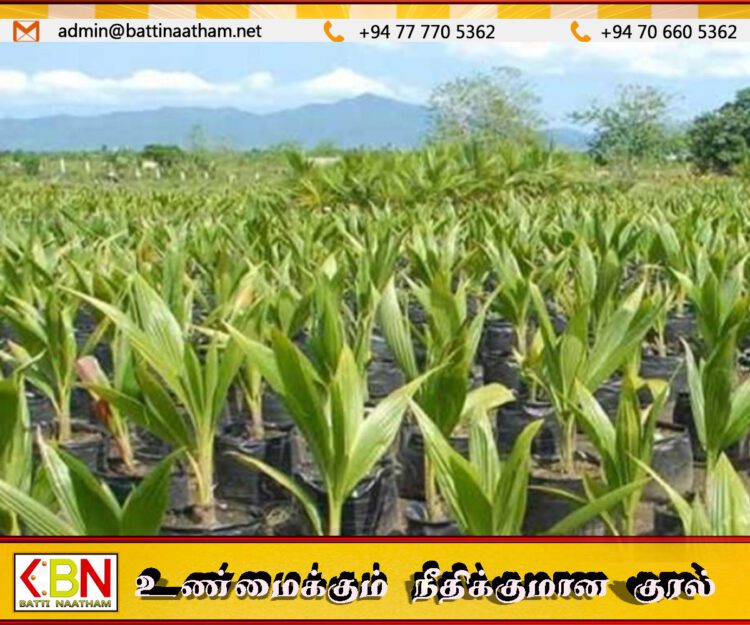 இலங்கை முழுவதும் 25 இலட்சம் தென்னங்கன்றுகளை நட திட்டம்