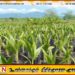 இலங்கை முழுவதும் 25 இலட்சம் தென்னங்கன்றுகளை நட திட்டம்