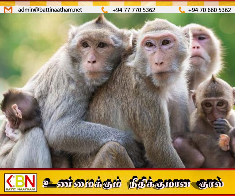 குரங்குகளுக்கு குடும்ப கட்டுபாடு முயற்சி தோல்வி!
