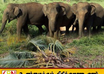 கிளிநொச்சியில் தென்னை மரங்களை நாசம் செய்த காட்டு யானைகள்