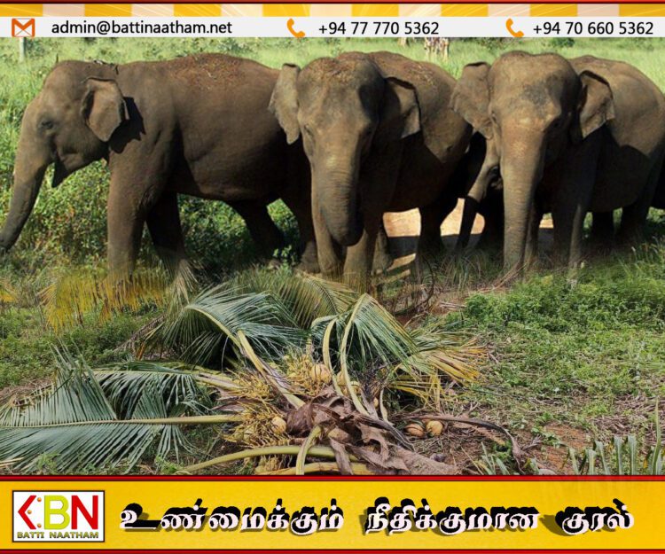 கிளிநொச்சியில் தென்னை மரங்களை நாசம் செய்த காட்டு யானைகள்