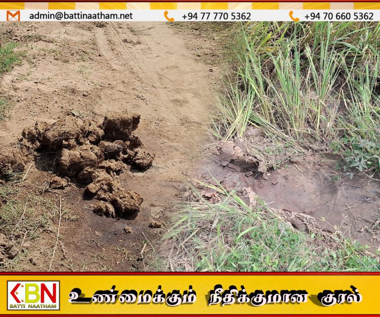 மட்டக்களப்பில் காட்டுயானைகளால் பல ஏக்கர் வயல்நிலங்கள் சேதம்; தொடர்ந்து பாதிக்கப்படும் மக்கள்