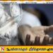 யாழில் ஊசி மூலம் அதிகளவான ஹெரோயினை உட்செலுத்திய இளைஞன் மரணம்