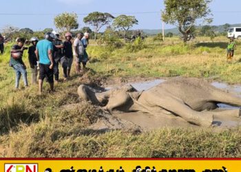 திருகோணமலையில் வயல் நில பகுதியில் விழுந்து கிடந்த யானையொன்று உயிருடன் மீட்பு