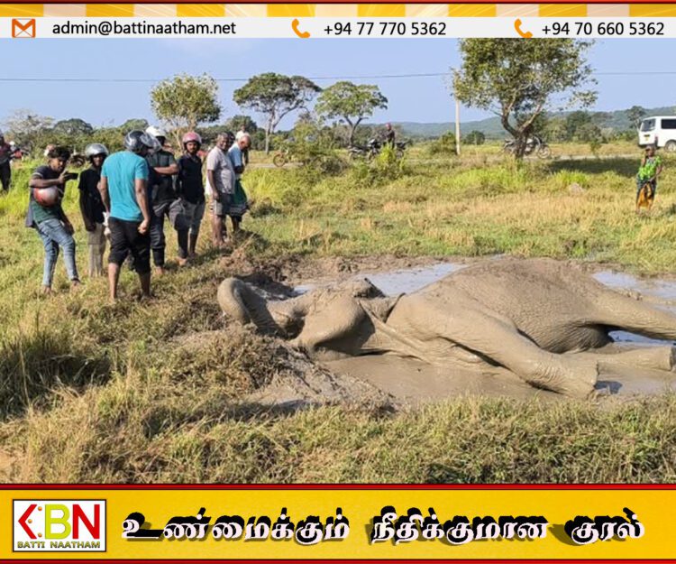 திருகோணமலையில் வயல் நில பகுதியில் விழுந்து கிடந்த யானையொன்று உயிருடன் மீட்பு
