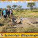 திருகோணமலையில் வயல் நில பகுதியில் விழுந்து கிடந்த யானையொன்று உயிருடன் மீட்பு
