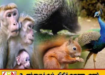 வனவிலங்குகள் பற்றிய கணக்கெடுப்பு அறிக்கை நாளை வௌியீடு!