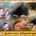 வனவிலங்குகள் பற்றிய கணக்கெடுப்பு அறிக்கை நாளை வௌியீடு!