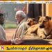 மோடியின் வருகைக்காக அநுராதபுர எல்லைக்குள் உள்ள அனைத்து தெருநாய்களையும் அகற்ற நடவடிக்கை