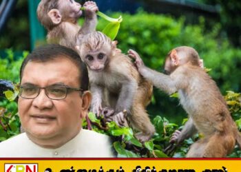 டோக் குரங்குகளைப் பிடிக்கும் பொது மக்களுக்கு ரொக்கபணம்; சுஜித் சஞ்சய பெரேரா அரசிடம் முன்மொழிவு