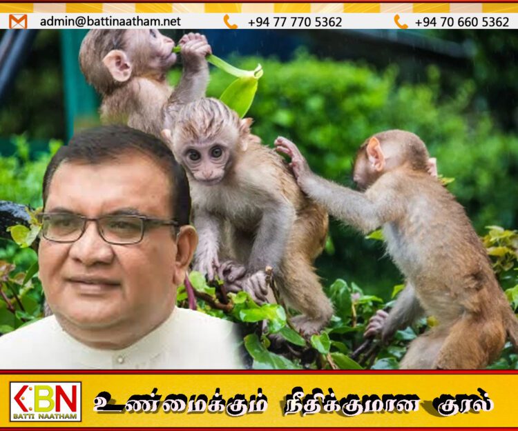 டோக் குரங்குகளைப் பிடிக்கும் பொது மக்களுக்கு ரொக்கபணம்; சுஜித் சஞ்சய பெரேரா அரசிடம் முன்மொழிவு